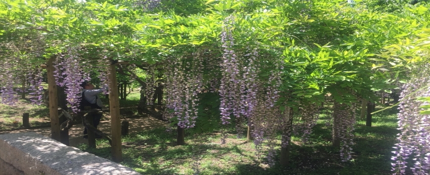 【奈良・春日大社】古都の藤園へ。