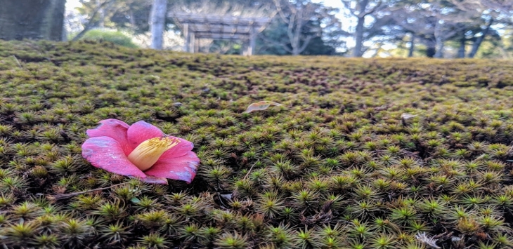 【京都】梅と椿の城南宮