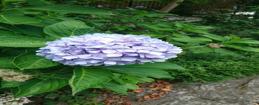 【鳥取】大山寺フォトを集めてみた