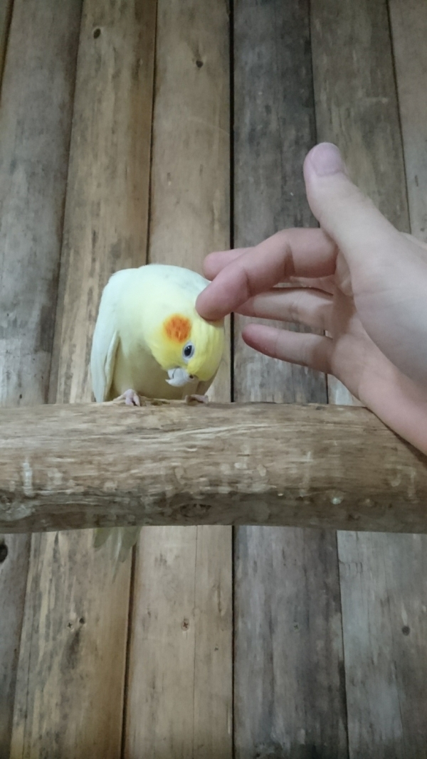 オカメインコ①.jpg