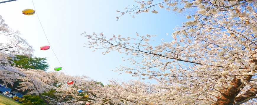 【千葉】お花見&いちご狩り