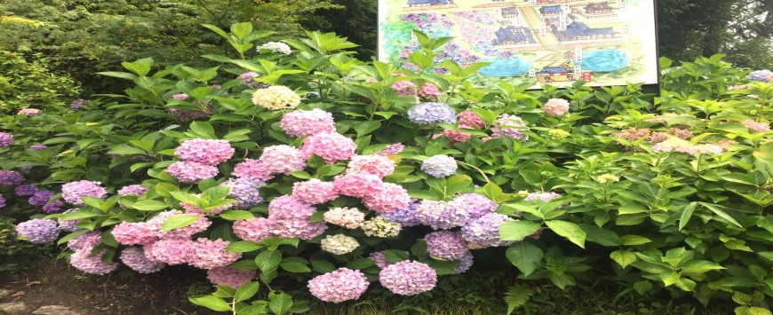 【奈良･矢田寺】梅雨の季節、紫陽花を見に行こう♪